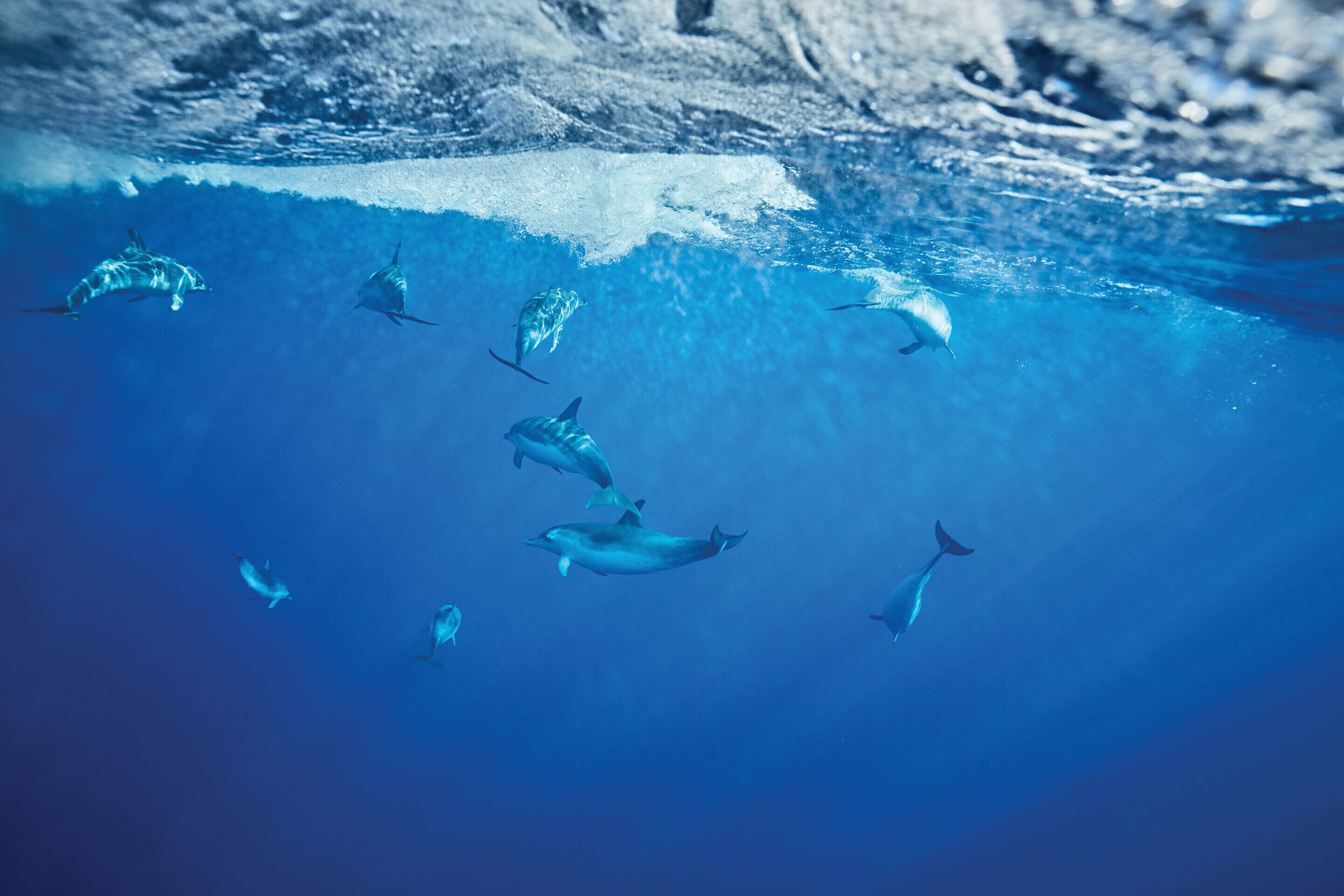 An underwater scene with dolphins swimming near a glacial ice formation.