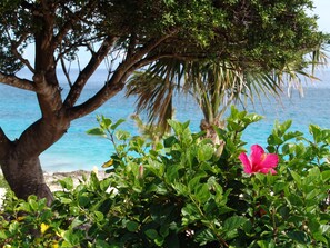 A tree-lined view with a clear blue sea in the background.