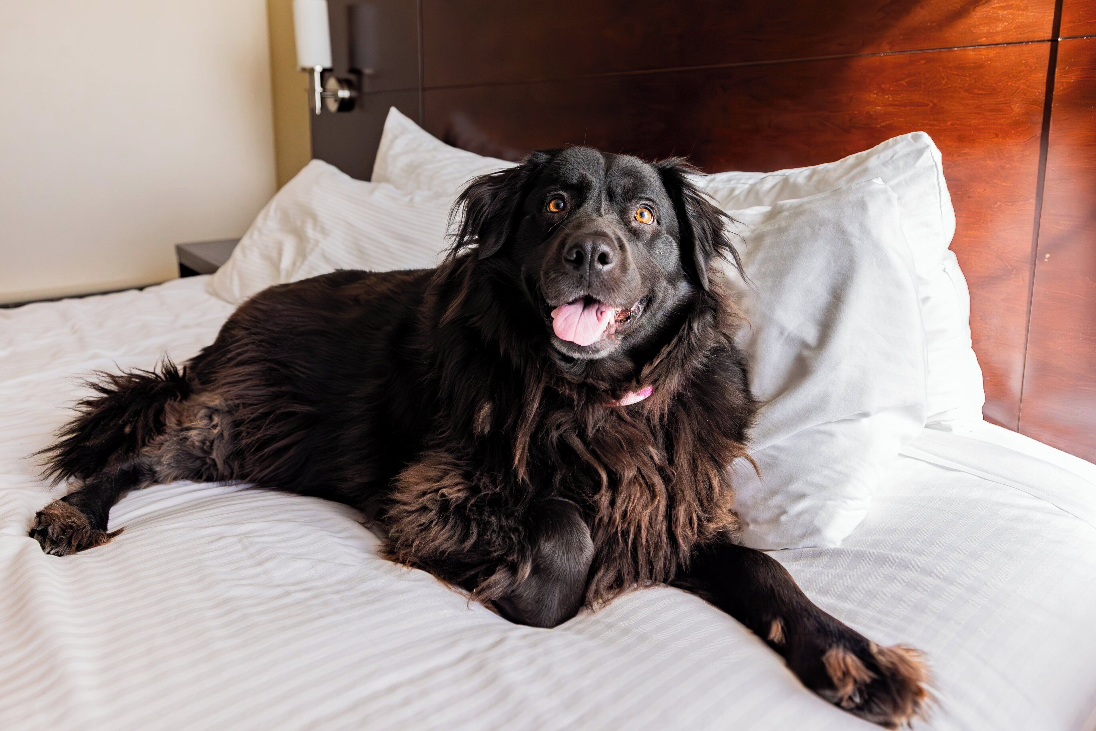A dog lying on a bed with white bedding and a wooden headboard.
