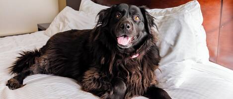Un chien allongé sur un lit avec une literie blanche et une tête de lit en bois.