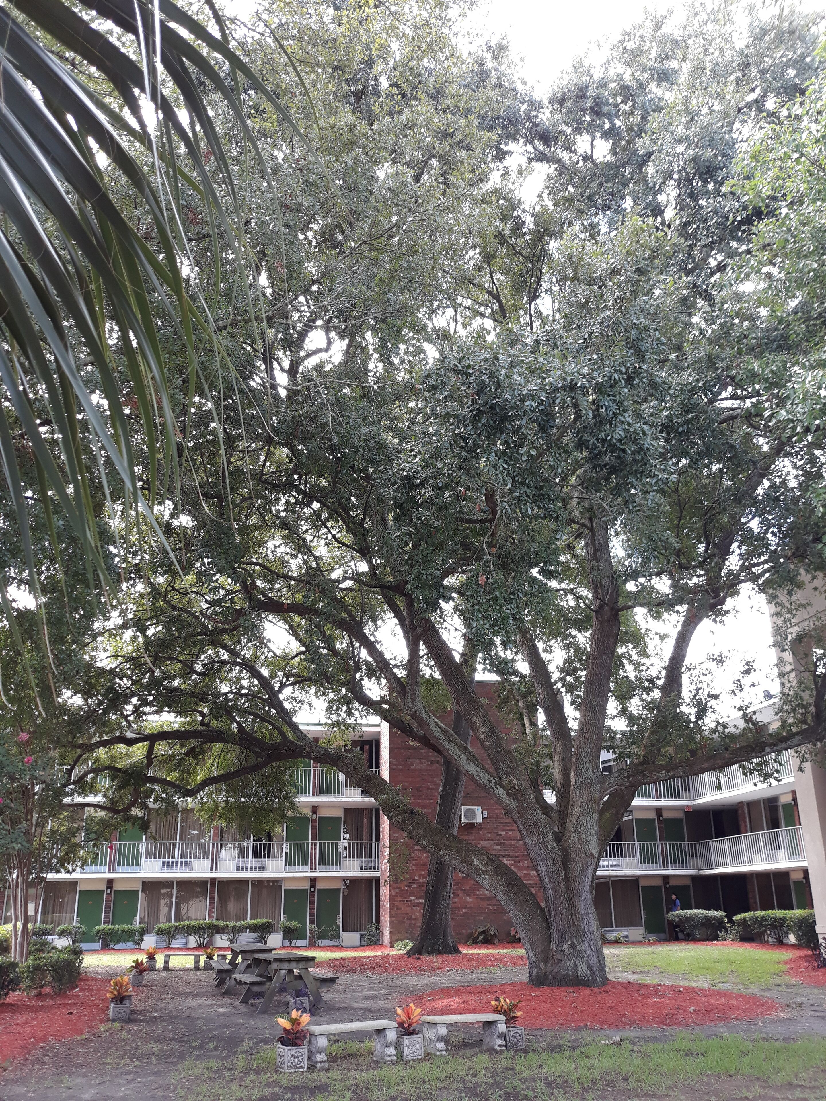 Photo - Days Inn by Wyndham Mt Pleasant-Charleston-Patriots Point