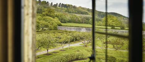 A view through a window of a vineyard with neatly trimmed rows of trees and a stone wall in the background.