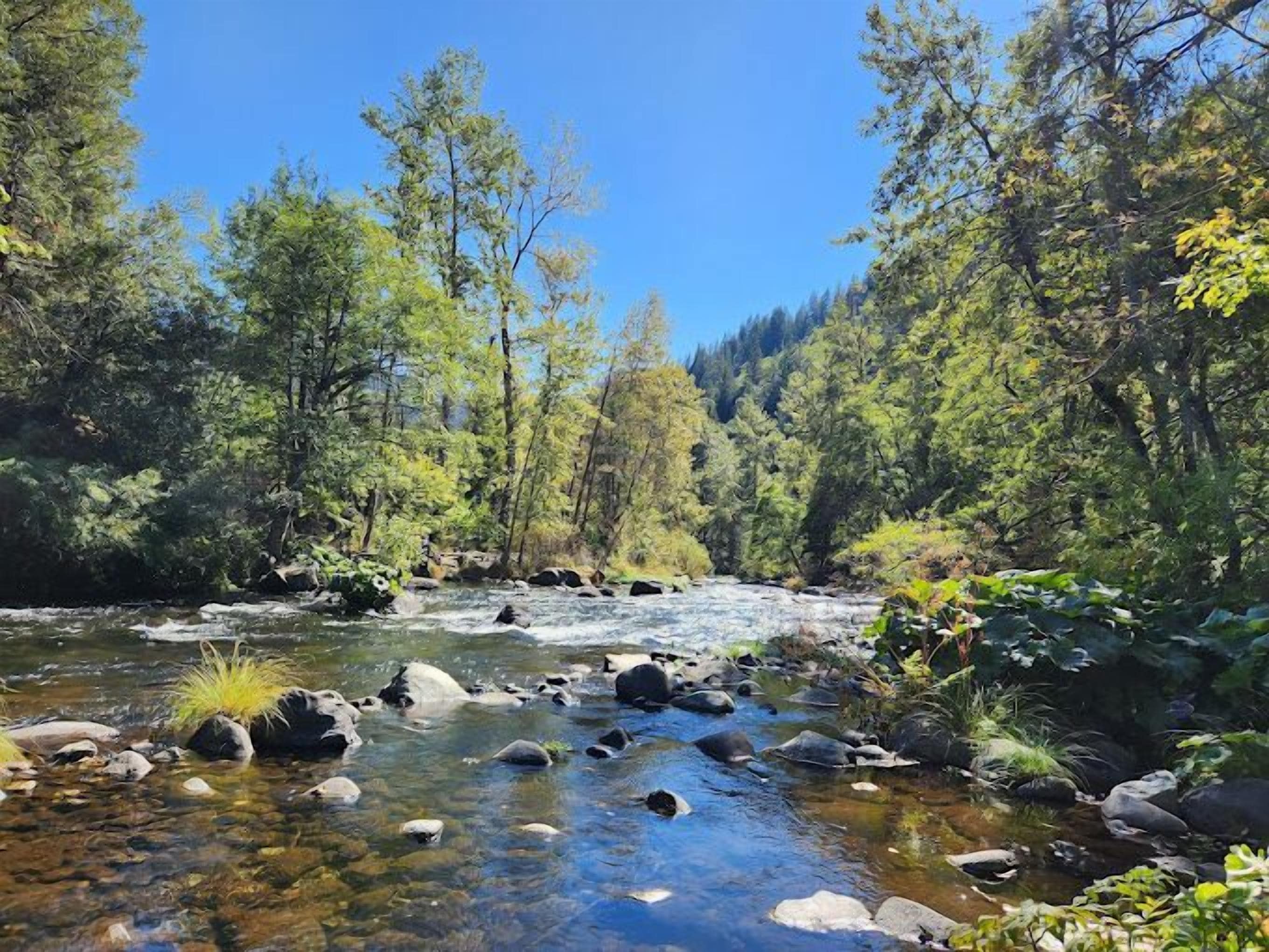 A clear river flowing through a forested area with rocks and greenery.