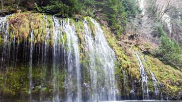 Una cascada fluye sobre rocas cubiertas de musgo hacia un estanque tranquilo, rodeado de un bosque denso.
