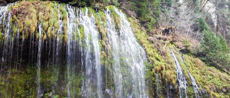Una cascada fluye sobre rocas cubiertas de musgo hacia un estanque tranquilo, rodeado de un bosque denso.