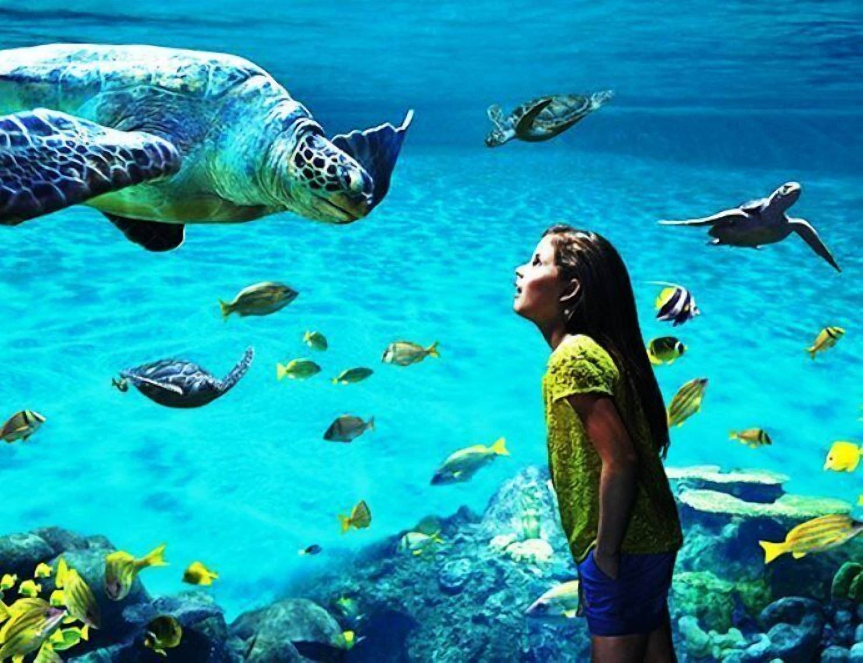 A person observing a sea turtle swimming in an aquarium filled with various fish.
