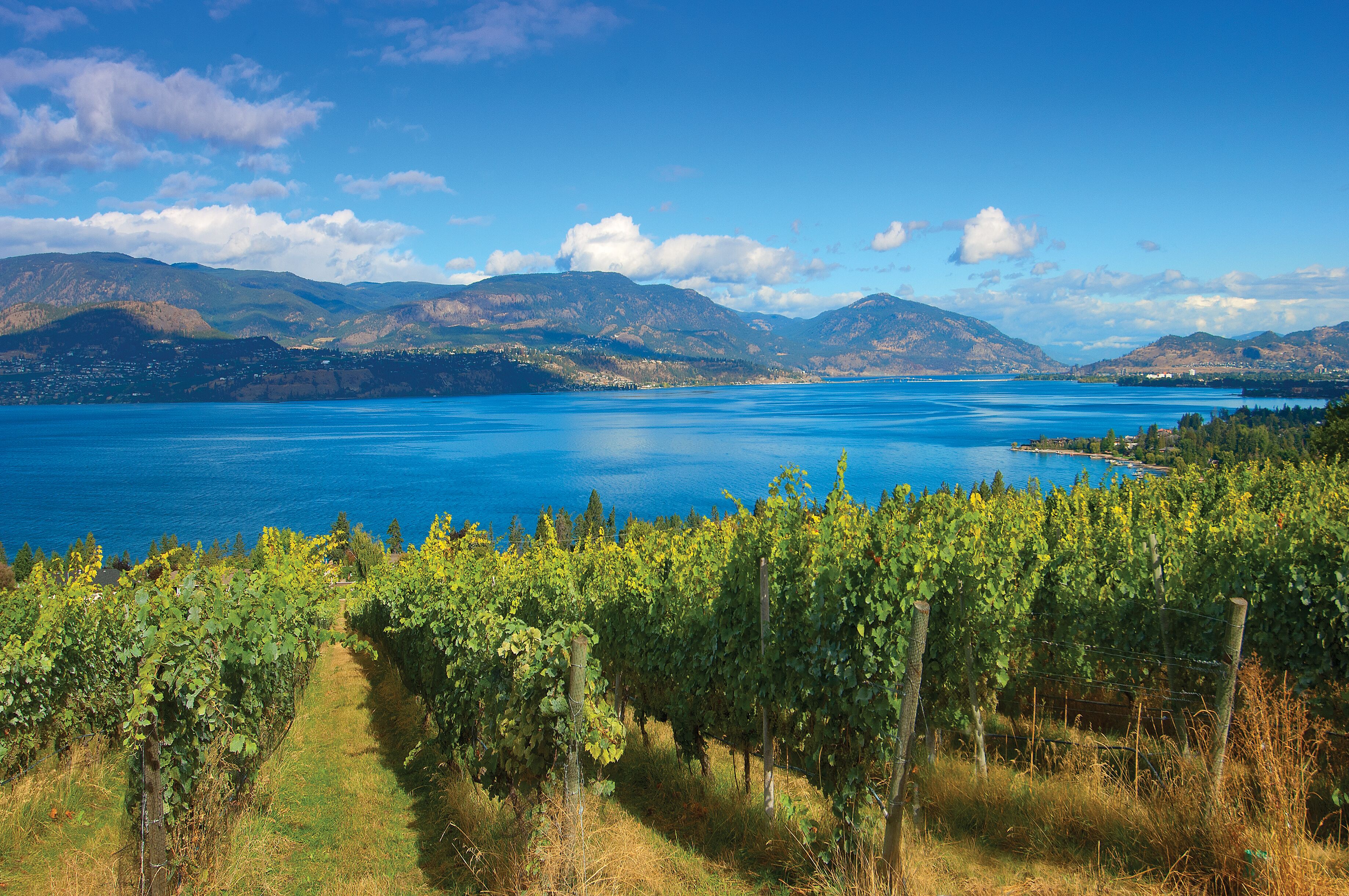 Viñedo con hileras de vides y un lago al fondo.