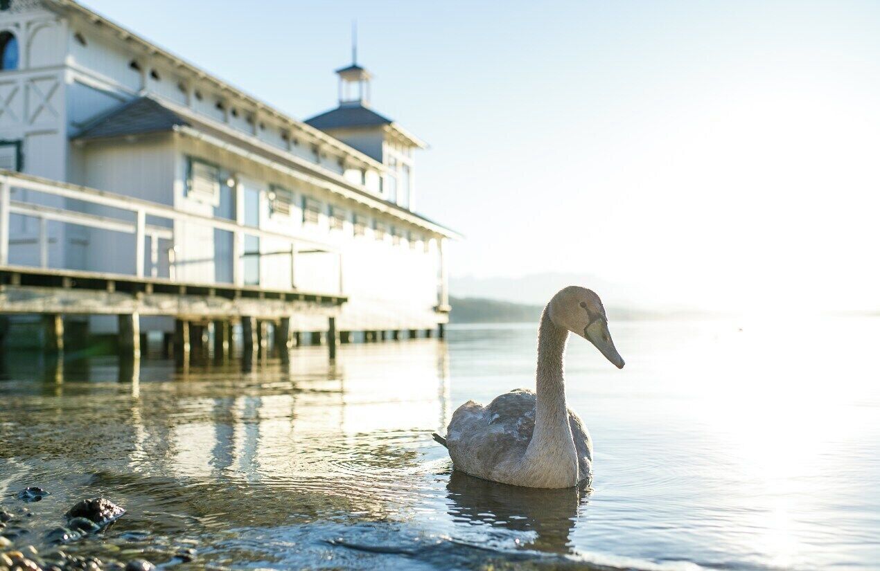 Um cisne em águas calmas, com um edifício ao fundo.