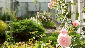 Un jardin agrémenté de rosiers roses et de divers arbustes.