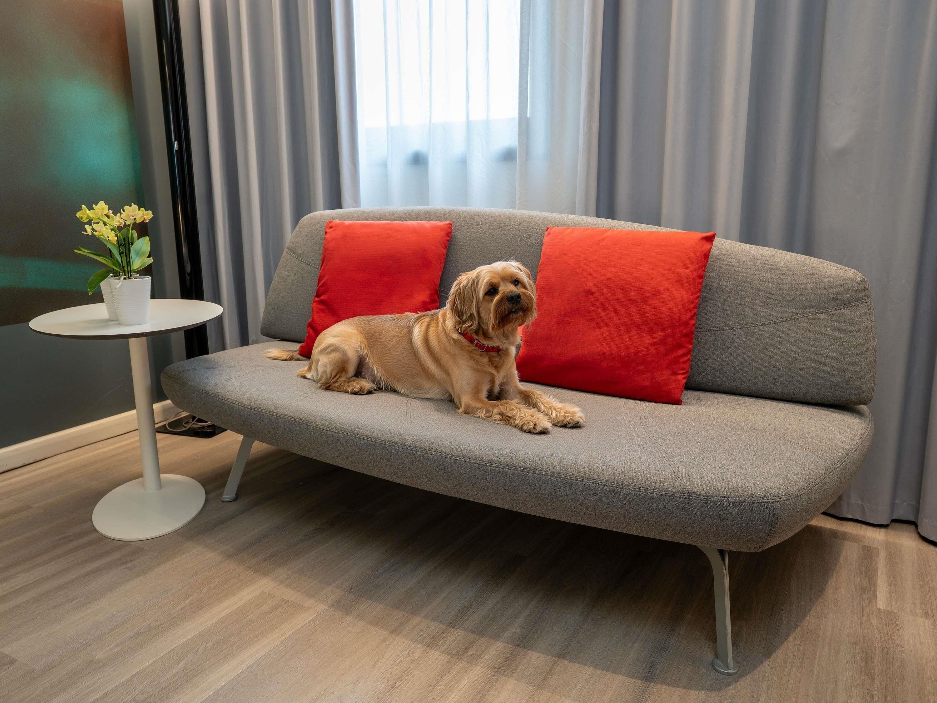 Een hond ligt op een grijze bank met rode kussens, een witte bijzettafel met een plant en een raam met gordijnen.
