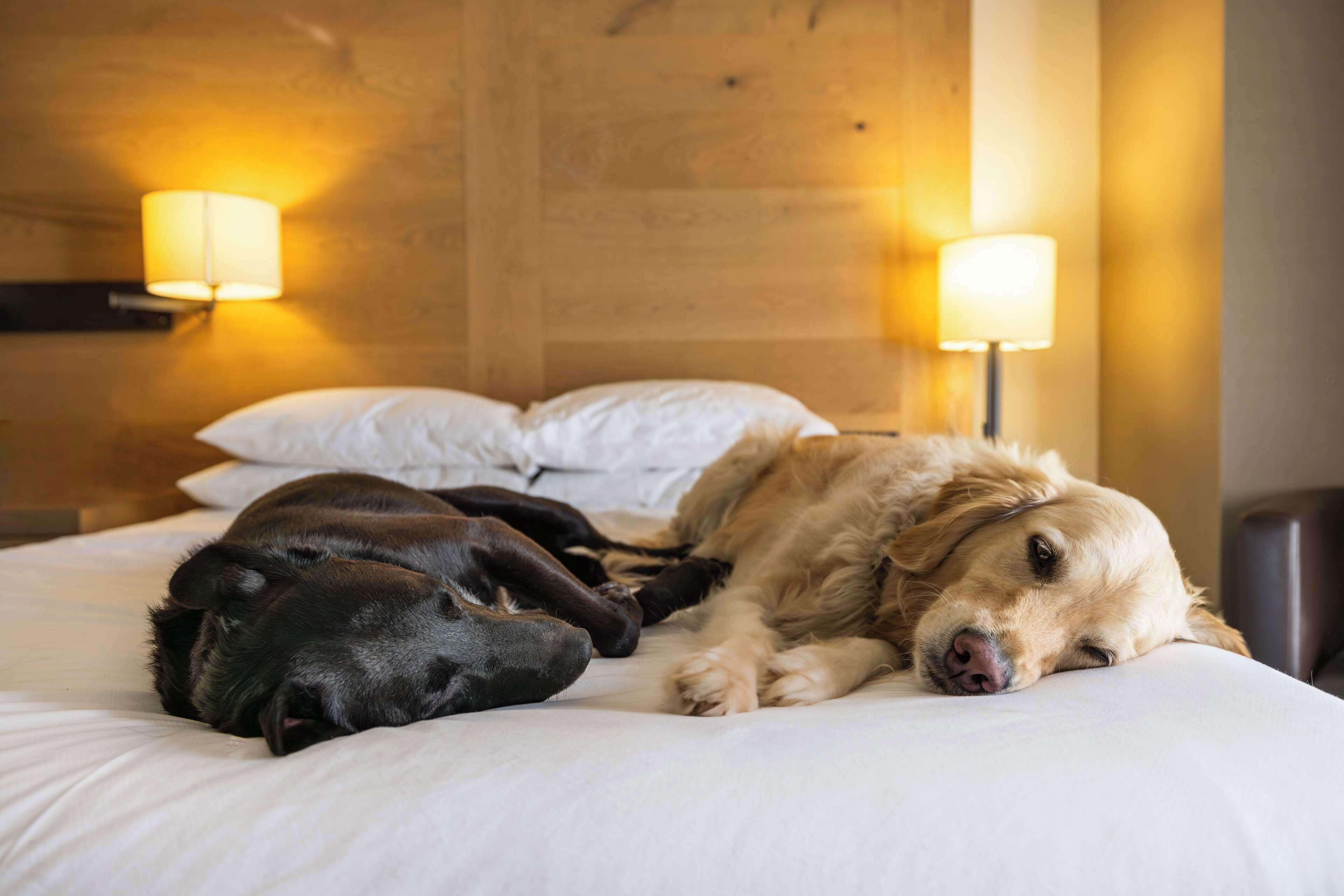 down duvets, pillow-top beds, in-room safe, desk