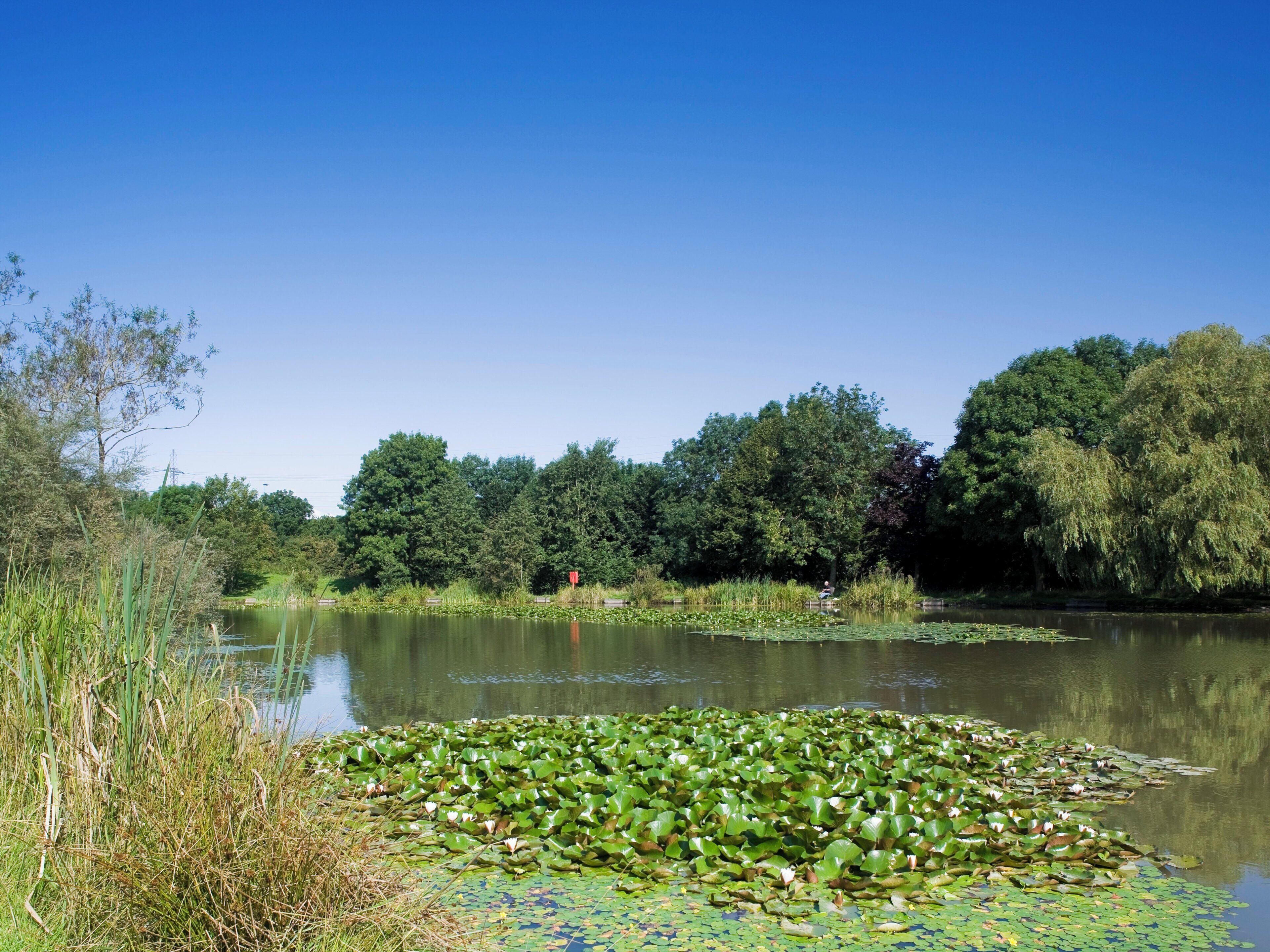 Un lac paisible, entouré d’une forêt dense, sous un ciel bleu et dégagé.