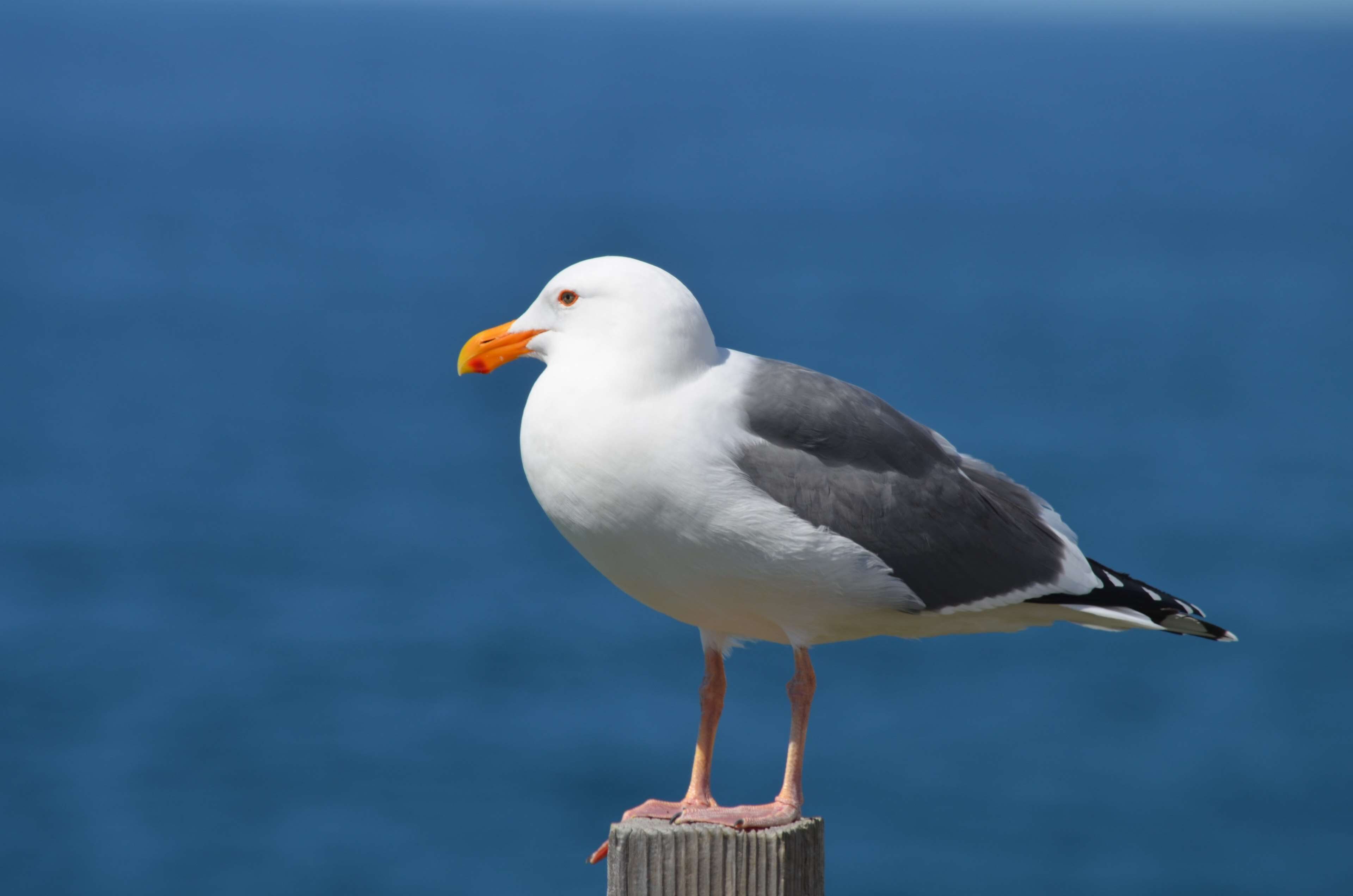 Una gaviota posada sobre un poste de madera, con un cielo azul despejado al fondo.