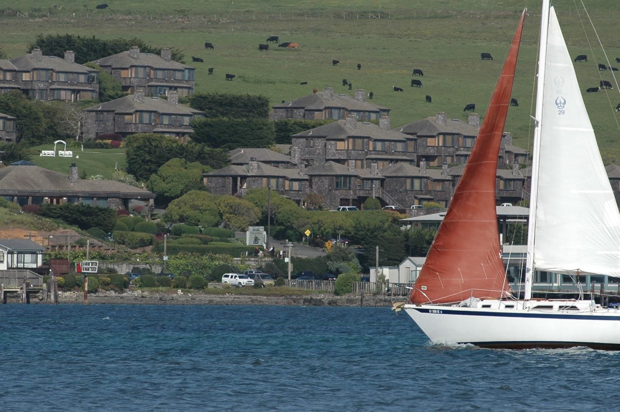 A sailboat with a white hull and red sails on a body of water. In the background, there is a coastal residential area with houses and a grassy hill.