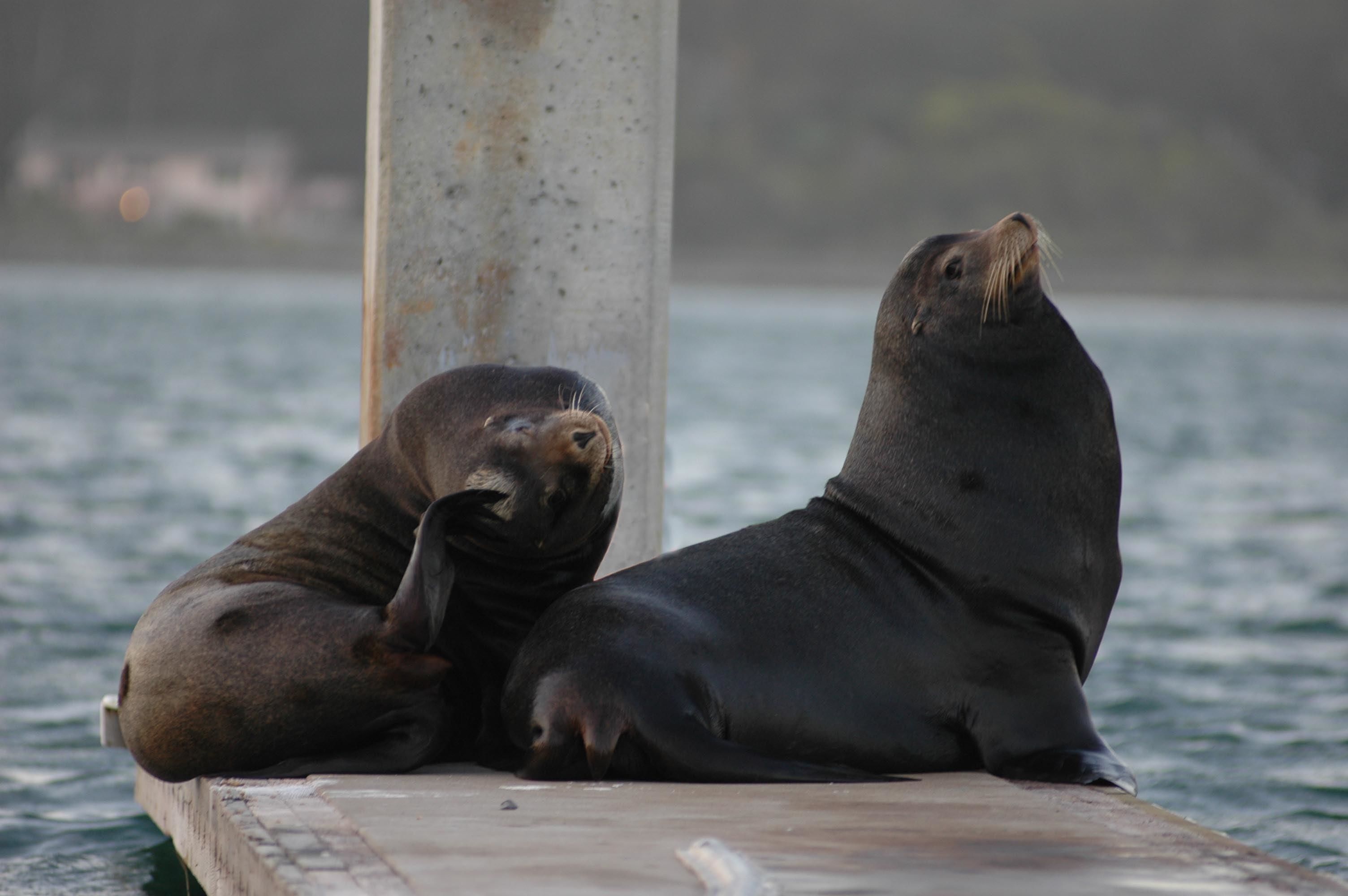 Dos lobos marinos descansando sobre una estructura de concreto al lado del agua.