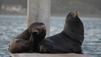 Dos lobos marinos descansando sobre una estructura de concreto al lado del agua.