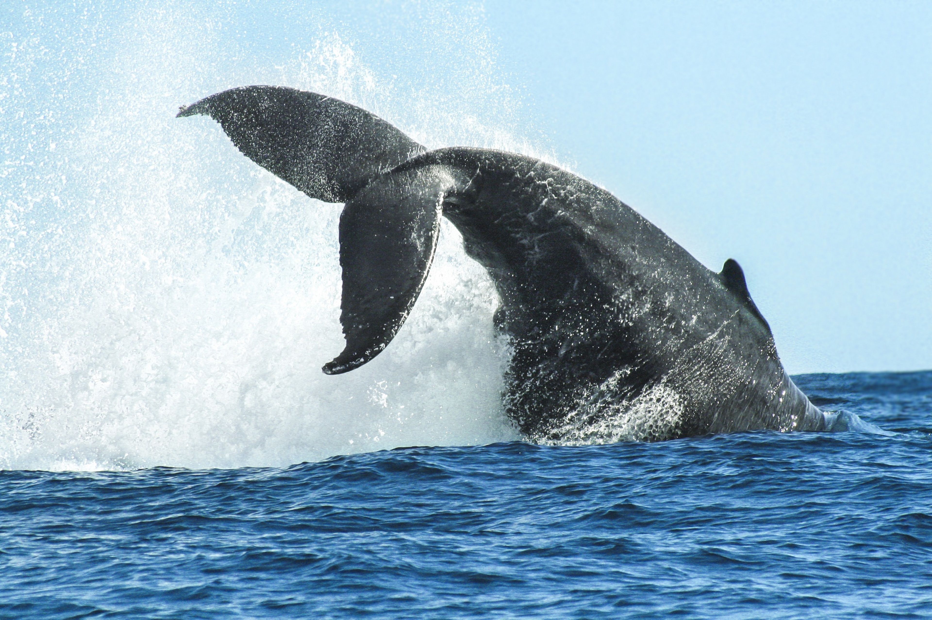 Foto - Posada Real Los Cabos