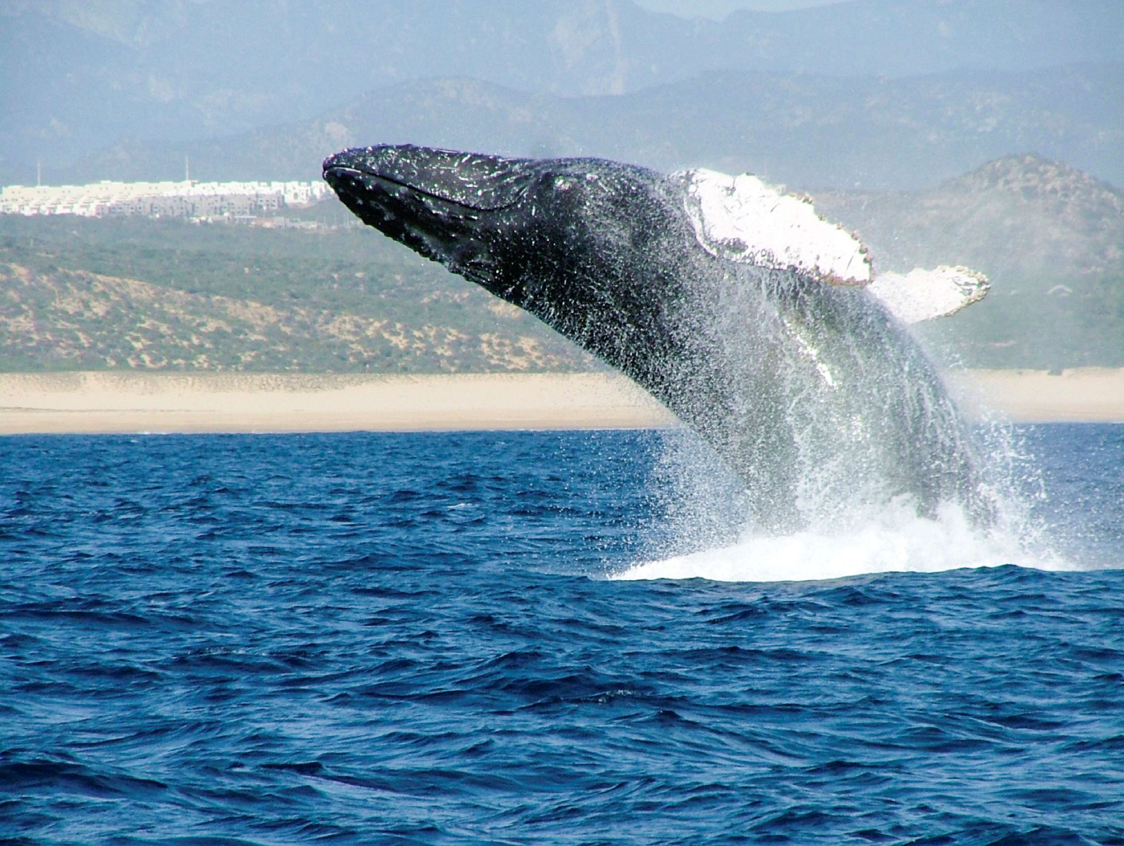 Foto - Posada Real Los Cabos