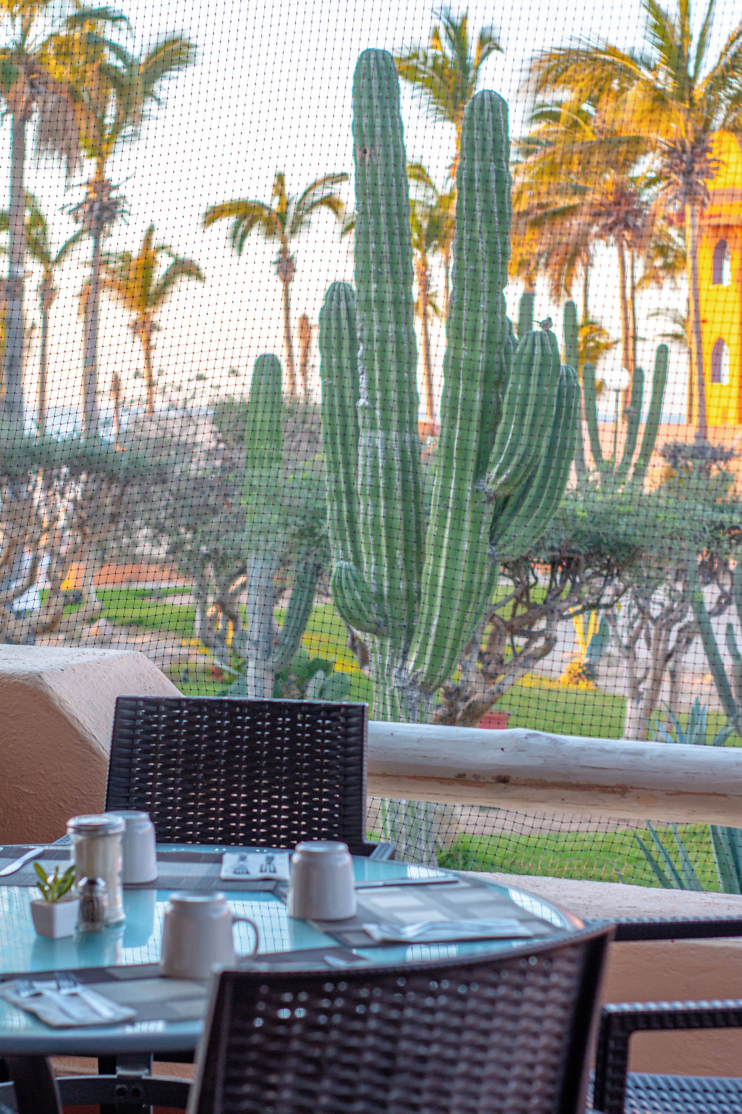 A table with cups and a menu, a cactus, and palm trees in the background.