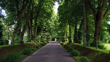 A tree-lined street with a clear road.