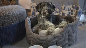 A dog in a gray pet bed with two white bowls labeled "Chateau de Chenille" in front of it.