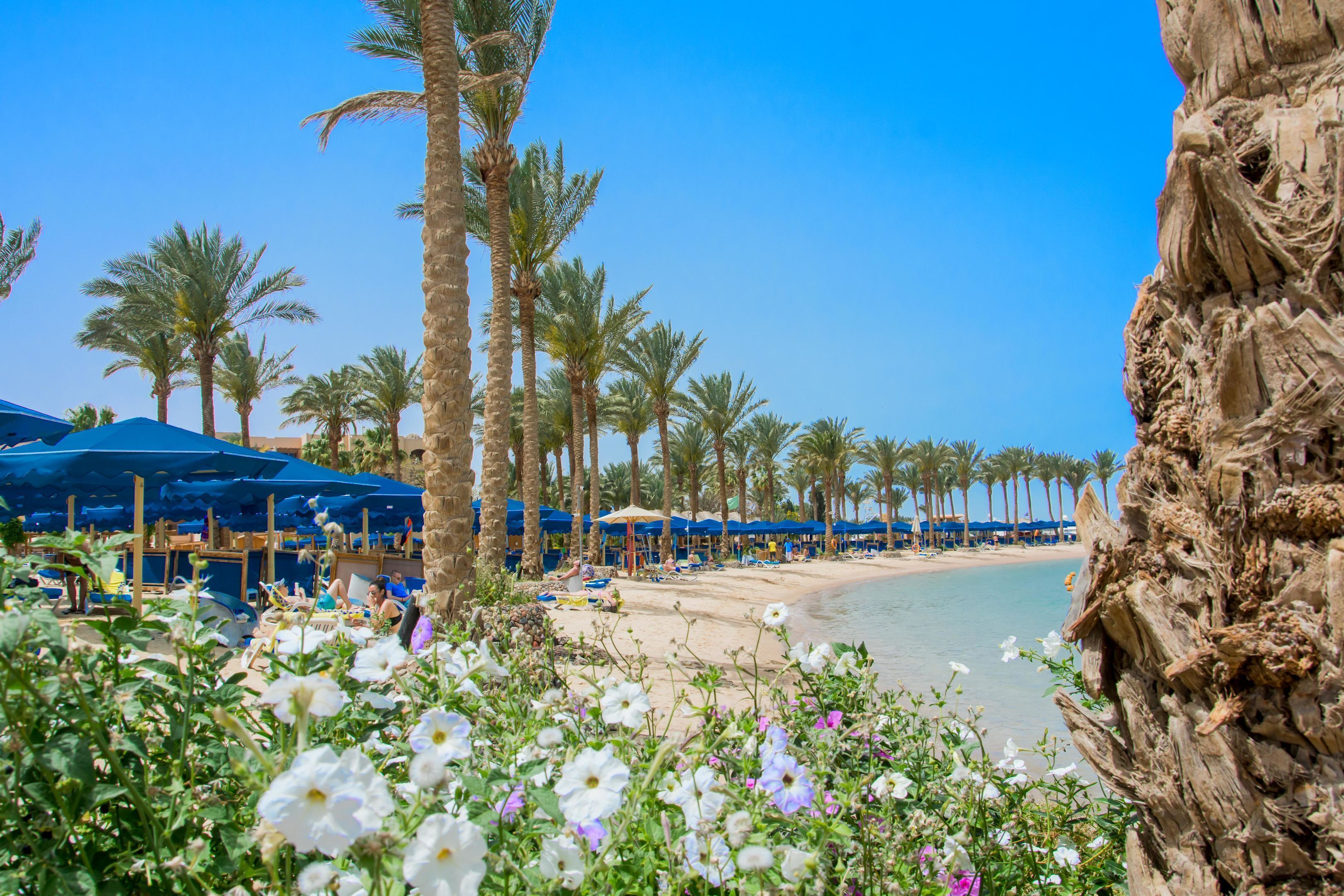Une plage bordée de palmiers, avec des parasols et une étendue de sable.