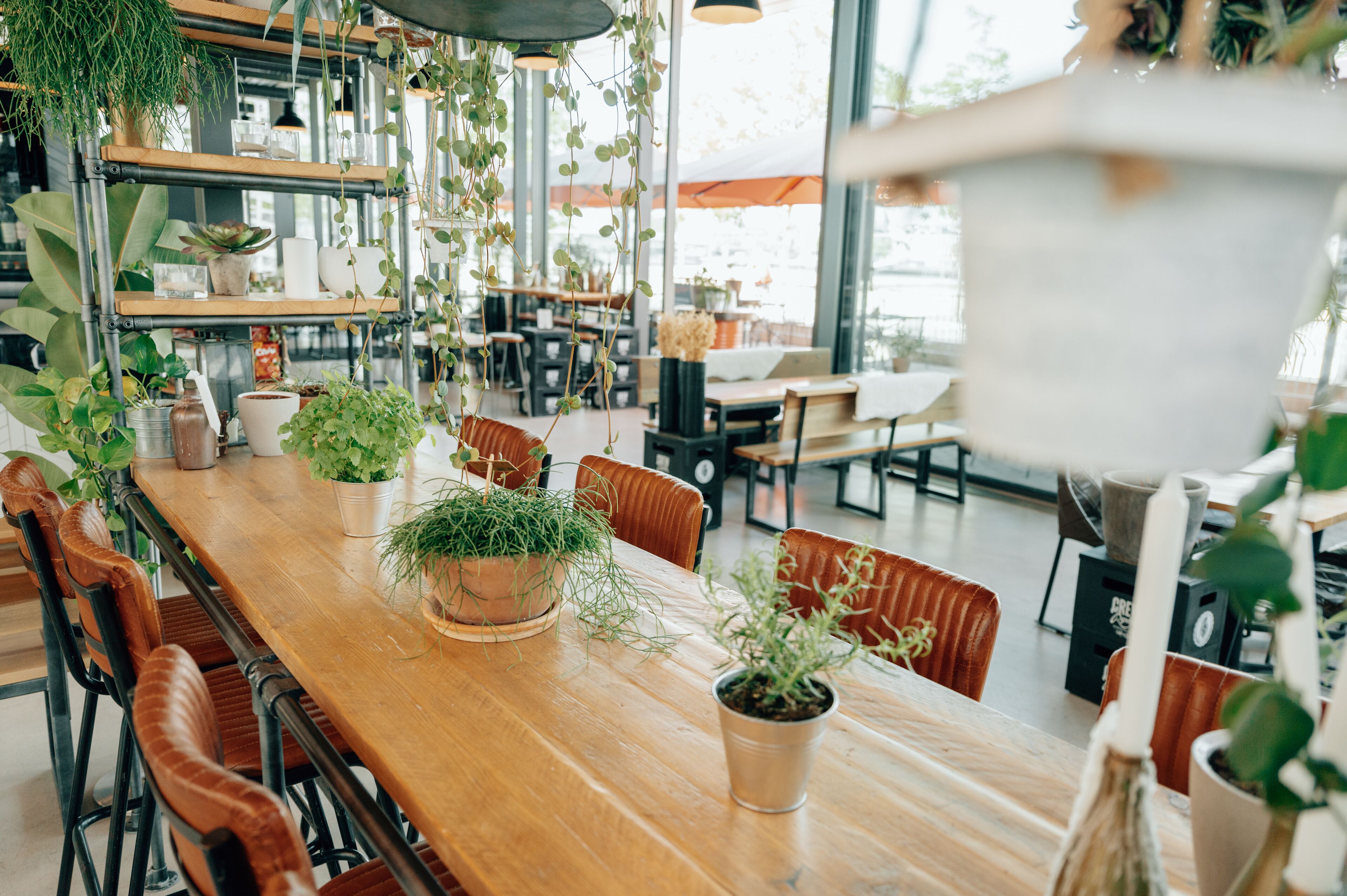 A wooden dining table with potted plants, surrounded by brown leather chairs, in a bright room with large windows and hanging plants.