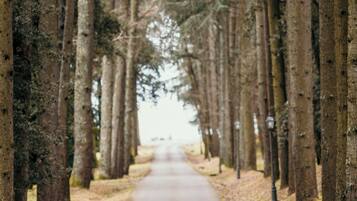 A pathway flanked by tall trees, with two cyclists riding down it.