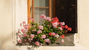 Une fenêtre avec un volet en bois et une jardinière remplie de fleurs roses.