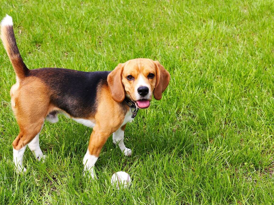 Un beagle de pie sobre césped sosteniendo una pelota de béisbol.
