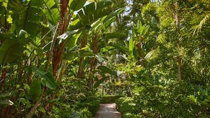 A pathway surrounded by lush greenery and tall banana trees.