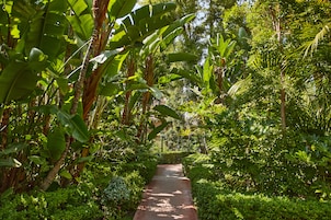 Un sendero rodeado de abundante vegetación y altos bananos.
