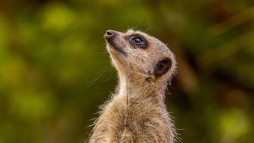 A close-up of a meerkat's face with a blurred green background.