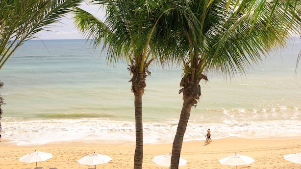 A beach with palm trees, beach chairs, and umbrellas.