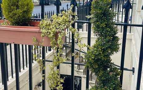 A balcony with potted plants, a black metal railing, and a view of a row of buildings.