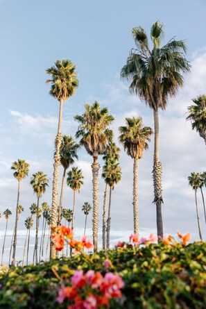 A row of tall palm trees against a clear sky.