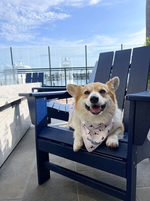 Pet-friendly
