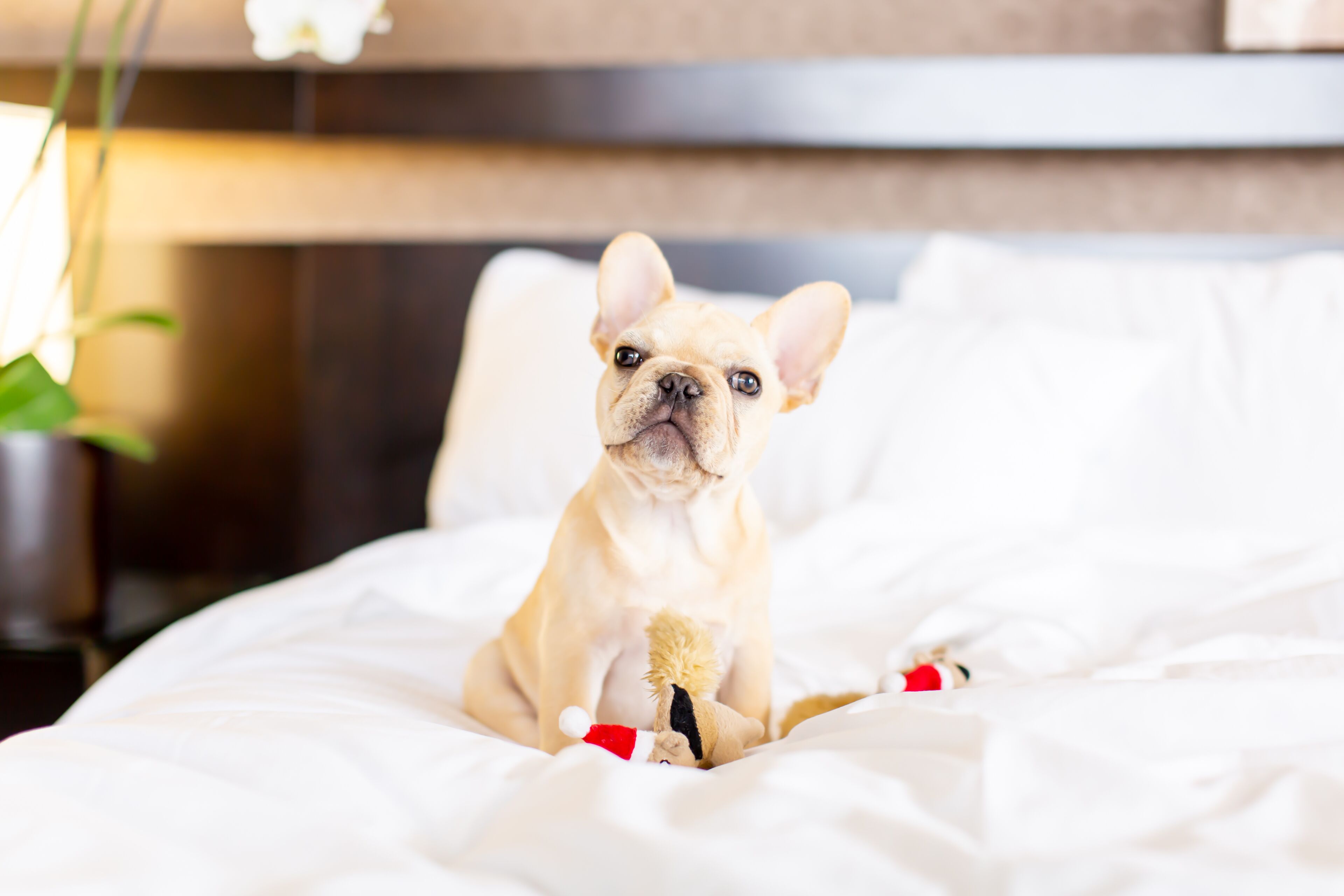 A dog sitting on a bed with a plush toy.