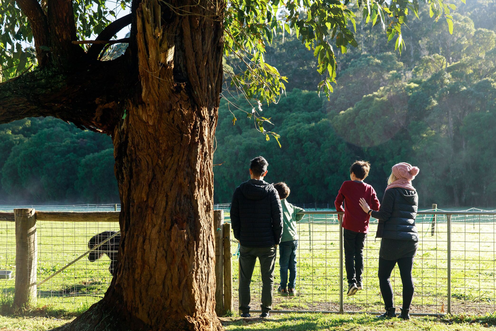 A group of people standing by a fence in a park with a large tree in the foreground.