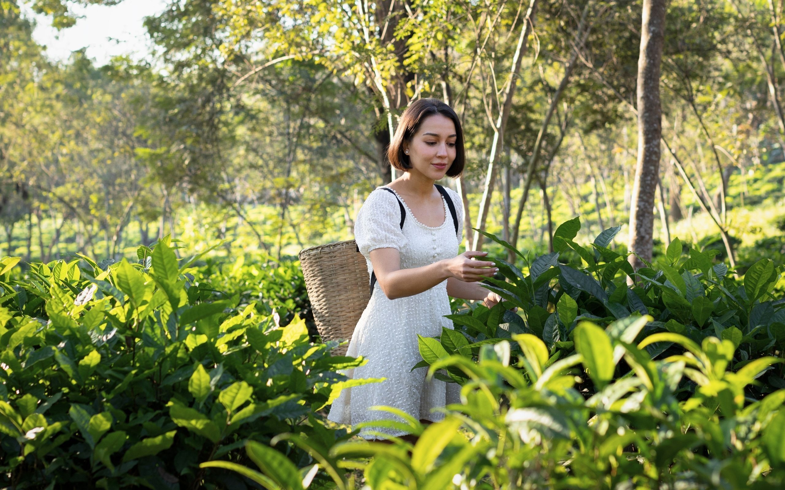 Une personne vêtue d’une robe blanche, debout au milieu d’une luxuriante plantation de thé.