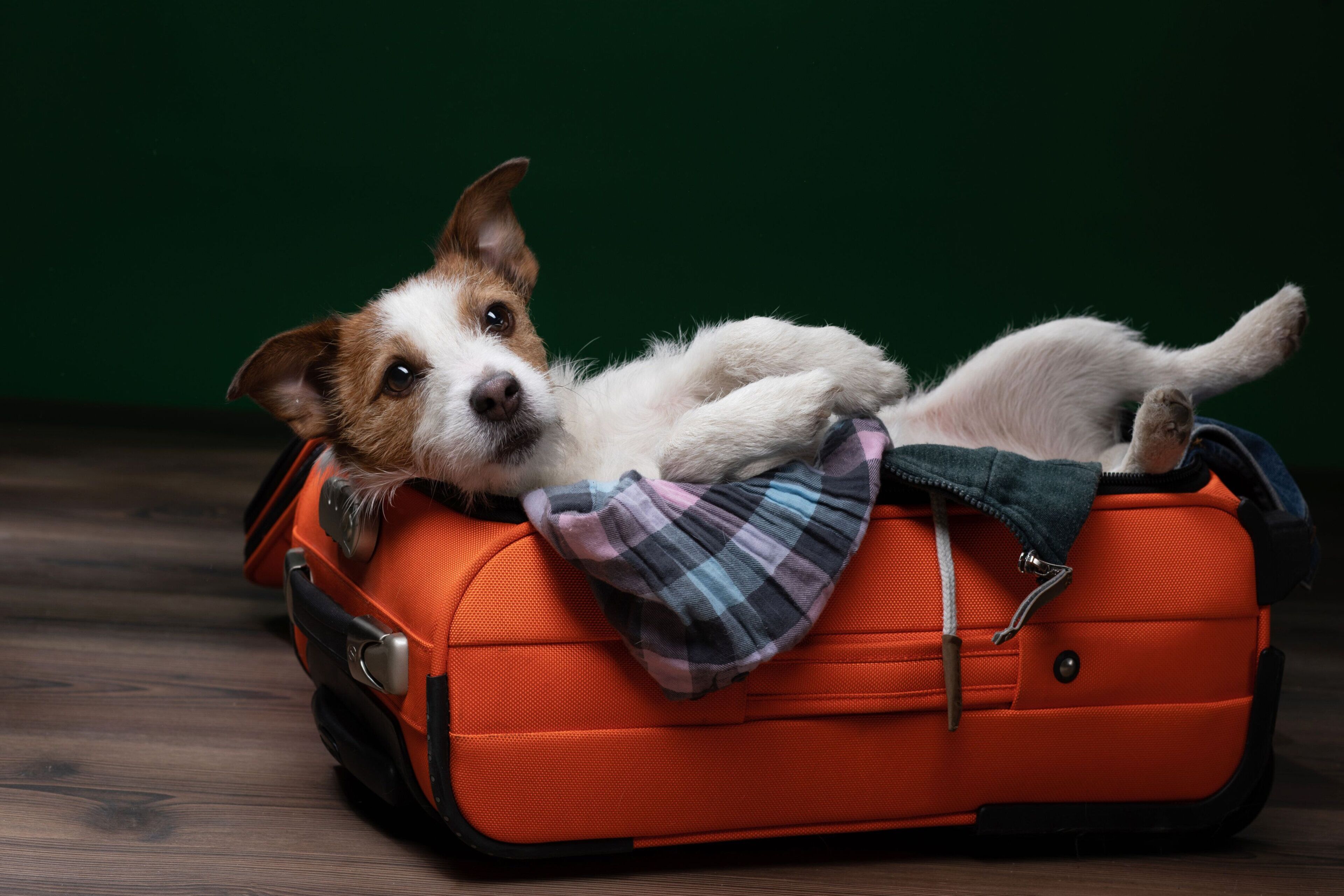 Un perro recostado sobre una maleta naranja con un paño escocés.