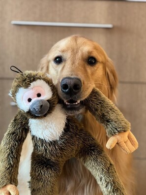 A golden retriever holding a plush monkey toy. - Spark by Hilton Cleveland Beachwood (Beachwood)