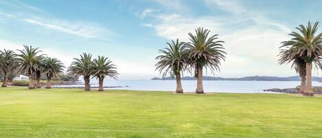 A grassy area with palm trees and a view of the sea.