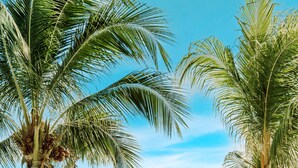 A woman lying in a pool surrounded by palm trees and a clear blue sky. - Avila Beach Hotel (Willemstad)