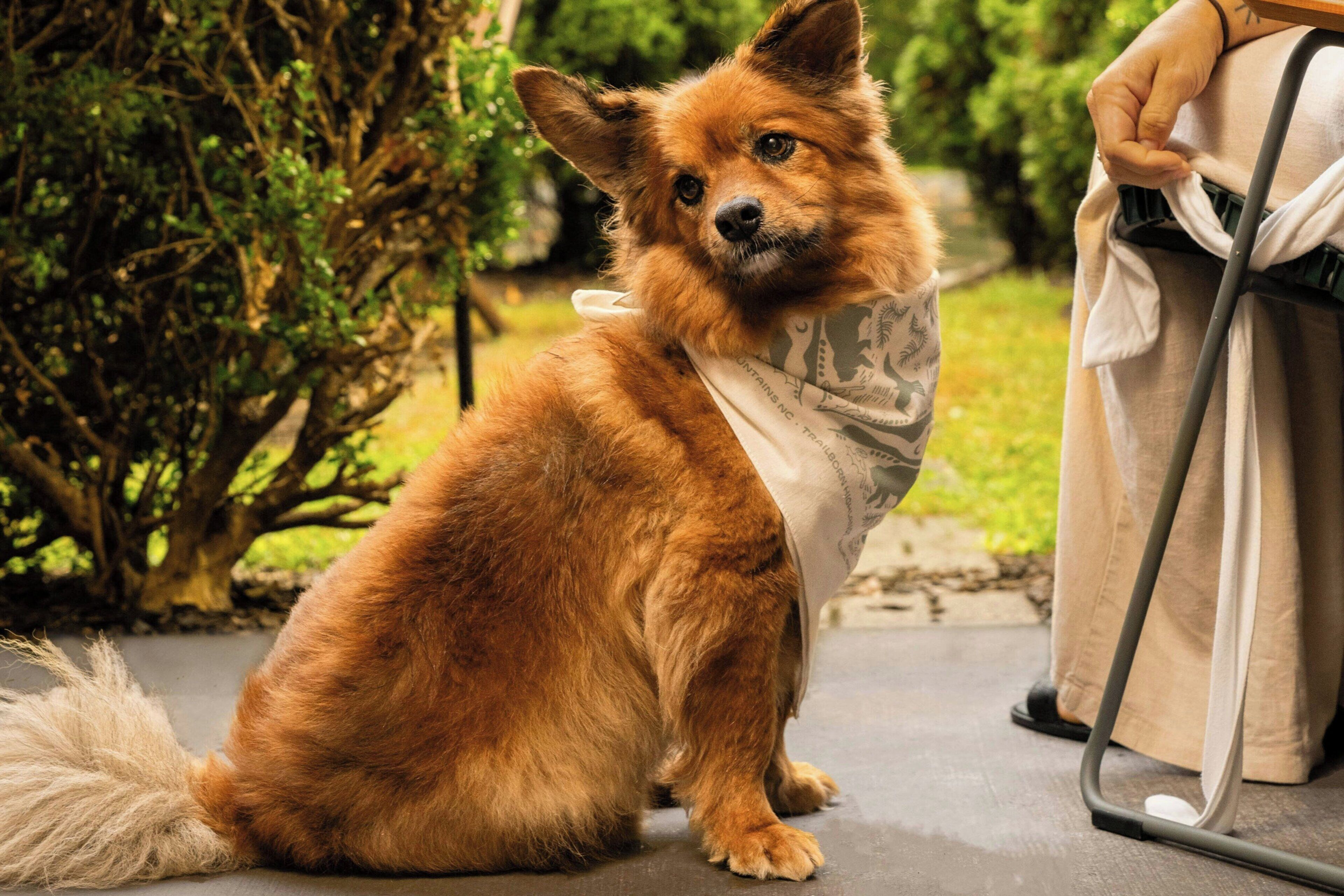 A dog sitting on a concrete surface with a leash attached to a person wearing a light-colored outfit.
