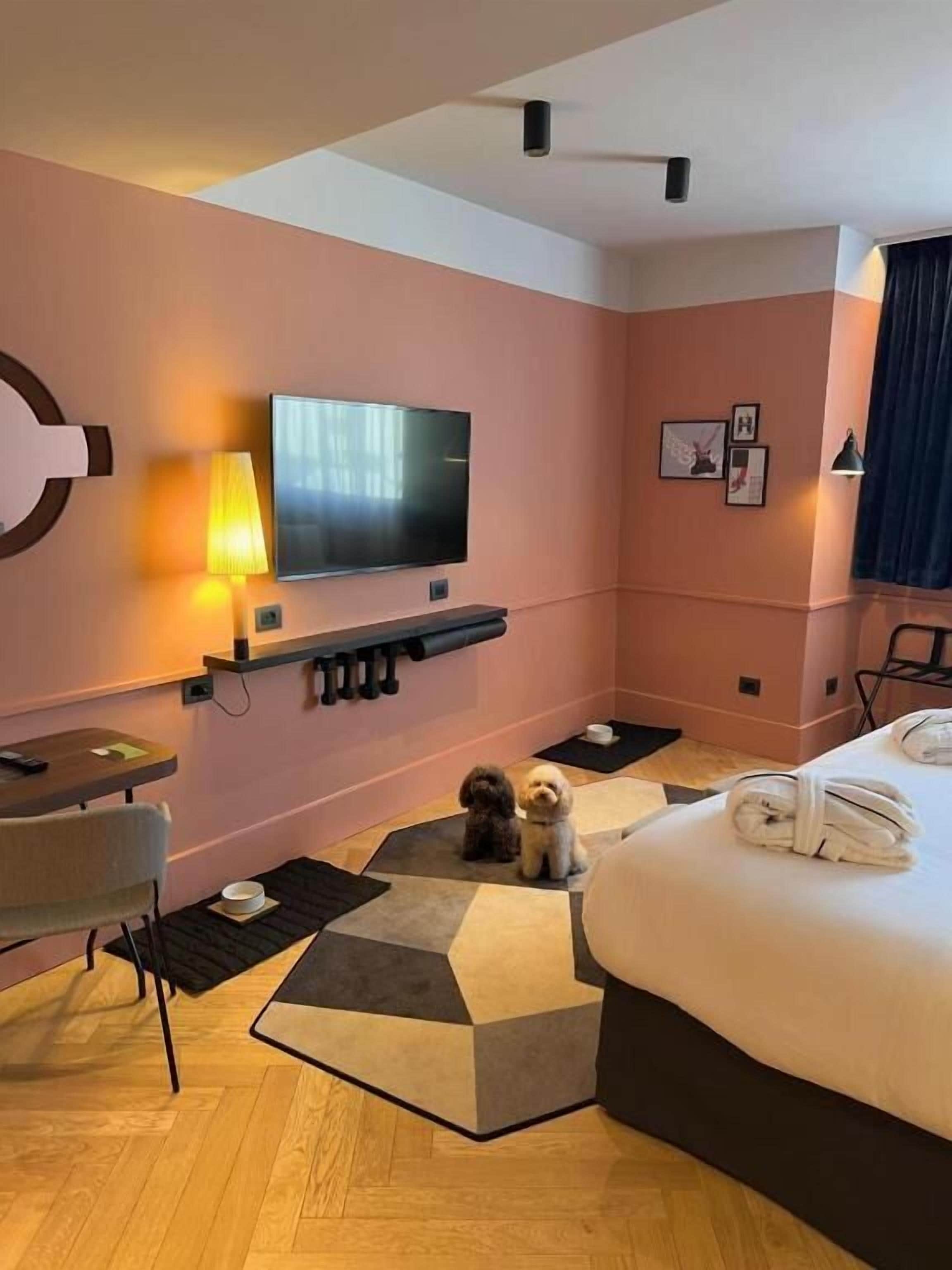 A hotel room with a bed, a TV, a desk, and two small dogs.