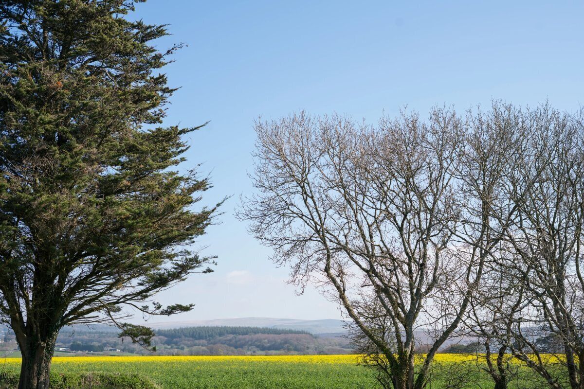 A landscape with a field of yellow flowers, a coniferous tree, and a leafless tree.