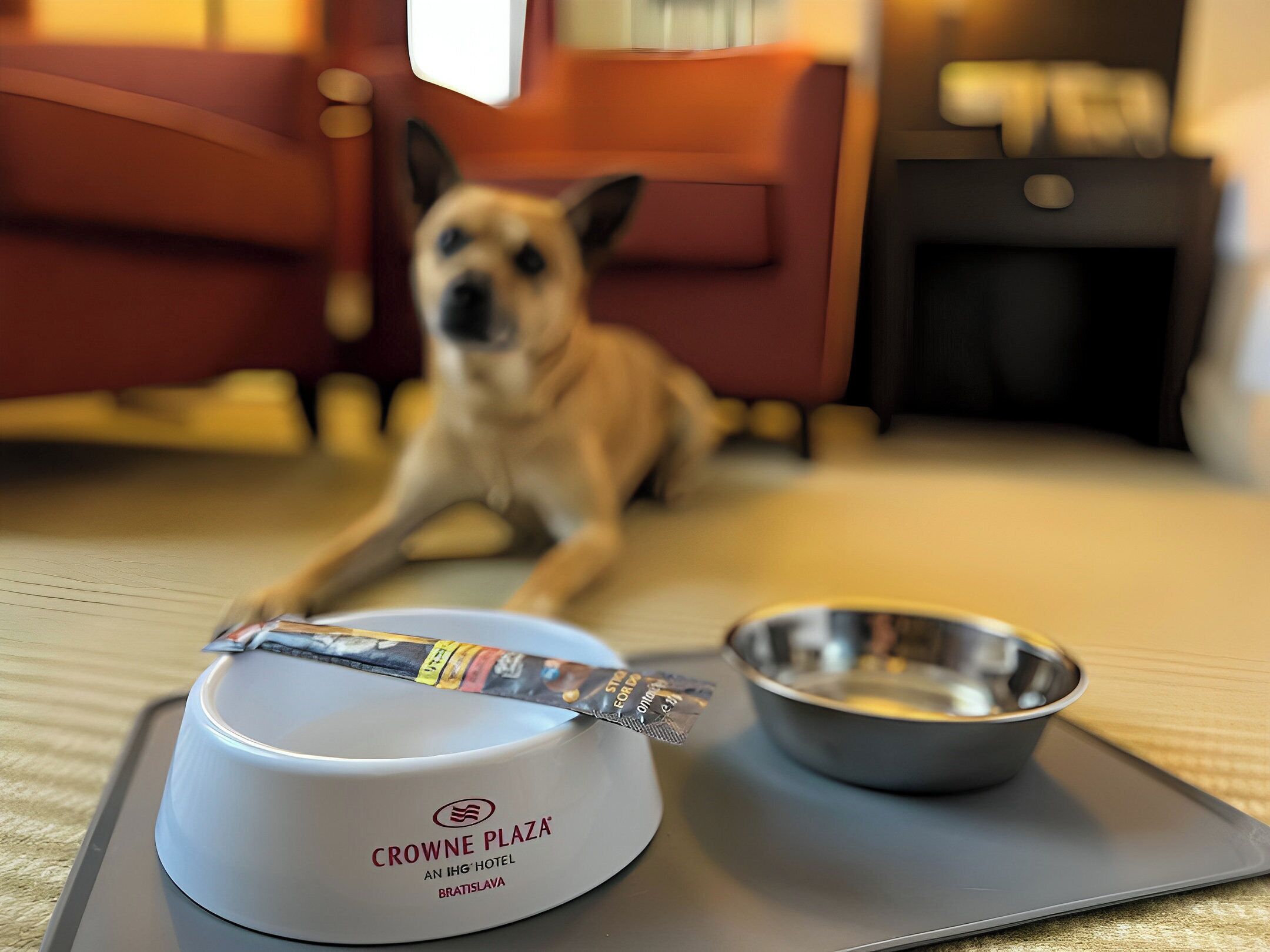 A dog lying on a tray with a bowl and a package of dog treats.