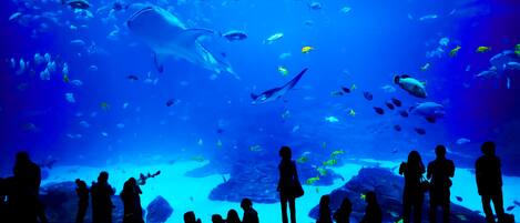 Acuario con diversas especies de peces y un grupo de personas observando.