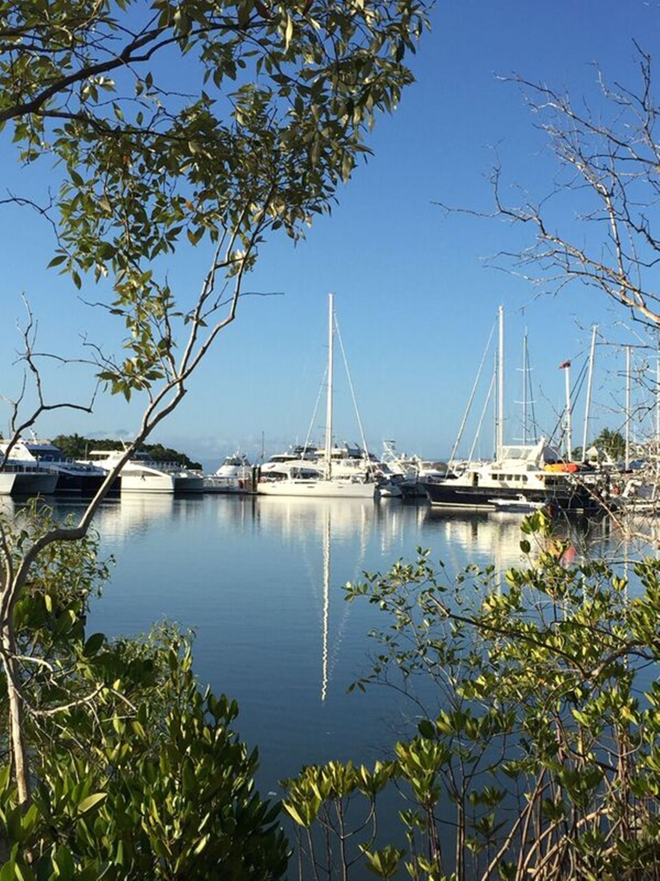 Un puerto deportivo con varios veleros amarrados, rodeado de vegetación.